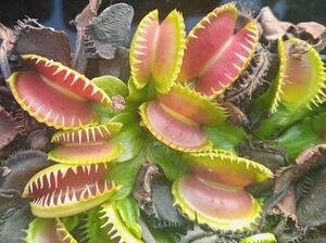 Dionaea muscipula SG 1805 ディオネアマスシプラ Werewolf x Dracula ハエトリソウ ハエトリグサ 4cm 食虫植物 観葉植物