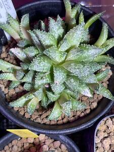 Haworthia ハオルチア 緑のサンゴ 2.5号深 多肉植物 観葉植物