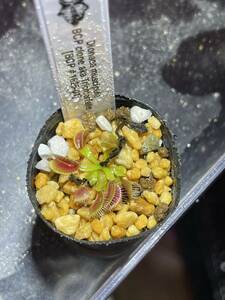 Dionaea muscipula BCP clone aka Trichterfalle [BCP # 1625-01] ハエトリソウ 4cm 2株 食虫植物 観葉植物