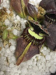 Cephalotus follicularis Dudley Watts GJ セファロタスフォリキュラリス ダドリーワッツ Green Jaws 2号深 食虫植物