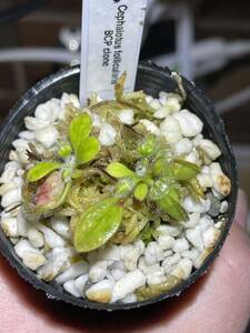 Cephalotus follicularis BCP cloneセファロタスフォリキュラリス 2号深 食虫植物 観葉植物