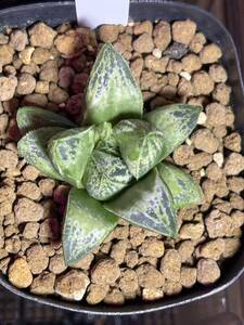 Haworthia ハオルチア 来夢 2.5号深 多肉植物 観葉植物