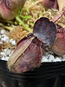 Cephalotus follicularis dark Germany clone セファロタスフォリキュラリス 5cm 食虫植物 観葉植物