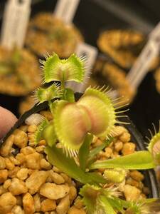 Dionaea muscipula GJ Supernova ディオネアマスシプラ スーパーノヴァ ハエトリソウ ハエトリグサ Green Jaws 4cm 食虫植物 観葉植物