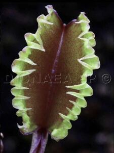 Dionaea muscipula Carnivoria Versipellem ディオネアマスシプラ バーシペレム ハエトリソウ ハエトリグサ 4cm 食虫植物 観葉植物