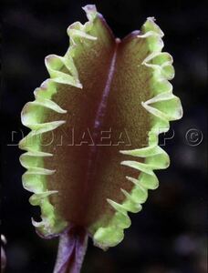 Dionaea muscipula Carnivoria Versipellem ディオネアマスシプラ バーシペレム ハエトリソウ ハエトリグサ 4cm 食虫植物 観葉植物