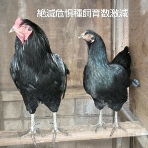 【天然記念物薩摩鶏】総黒    緑黒色で美しい【食用有精卵6個】     令和6年品評会優勝鶏の種卵 YouTube  みつちー薩摩鶏の画像1