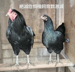 [ natural memory thing Satsuma chicken ] total black green black color . beautiful [ meal for have . egg 8 piece ]. peace 6 year goods judgement . victory chicken. kind egg YouTube...- Satsuma chicken 