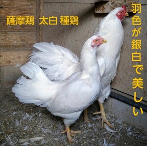  natural memory thing Satsuma chicken [ Kagoshima production ] futoshi white ( want is .)[ meal for have . egg 6 piece ]YouTube...- Satsuma chicken . parent chicken . please confirm.