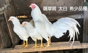 天然記念物薩摩鶏【鹿児島産】太白(たいはく)【食用有精卵10個】YouTubeみっちー薩摩鶏