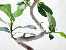 【レア】フィカス ベンガレンシス ２段螺旋曲げ 約85cm 観葉植物 ゴムの木_画像7