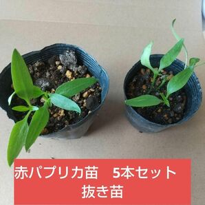 【野菜苗】赤パプリカ苗5本セット　抜き苗にて