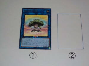 遊戯王　SLT1　聖天樹の幼精　レア　中古です。