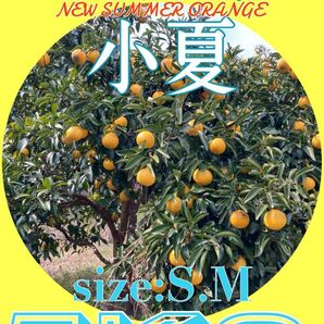 【自然栽培】高知県産　小夏　日向夏　5kg