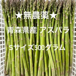 ★無農薬★ 青森県産 朝採り新鮮 アスパラ Sサイズ 500g