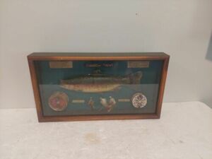 VINTAGE RAINBOW TROUT FLY FISHING SHADOW BOX 海外 即決