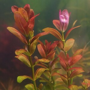 a rug I a red ro cod! underwater leaf less pesticide 5 pcs set water plants small size aquarium 