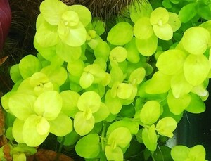  yellow lisima Kia! underwater leaf less pesticide 5 pcs set water plants (ro cod rudowijiabakopa rare kind )