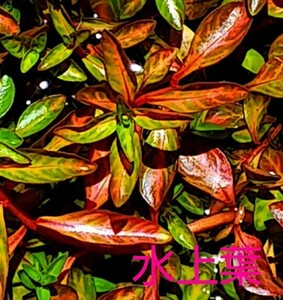 5ps.@8~10cm{ water leaf }rudowijia Atlantis dark orange! less pesticide water plants ( set me Dakar water lily biotope o Varis beginner )