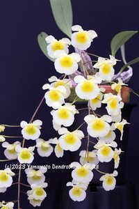 洋蘭 デンドロビューム 原種（貴重種）（花芽つき）Den. lindley fma.semi-alba (OG)