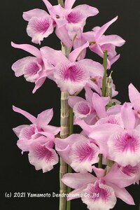 洋蘭 デンドロビューム交配種　Den. Super Anosmum 'Peach Smile'