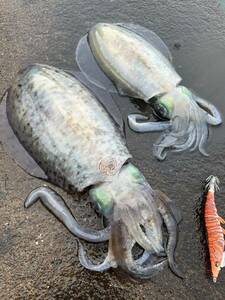 イカ　アオリイカ　ミズイカ（計３点（２，６９５g））　天然　釣り物
