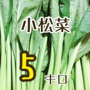 小松菜 5キロ