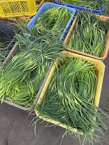 長野県産◇ニンニクの芽5kg ◇