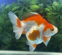 【金魚屋後藤家】紅白ダルマ琉金明け2歳10.5㎝_画像2