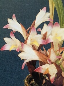 洋蘭原種　　Bothriochilus　bellus 大株