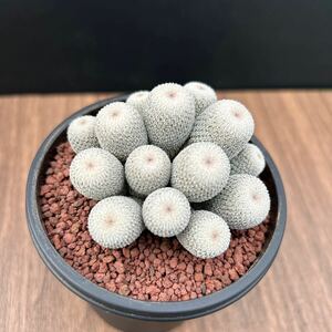 美株　月世界群生　自根　エピテランサ　サボテン　多肉植物 