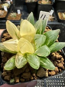 11 ハオルチア オブツーサ錦　水晶×黄斑　自家繁殖