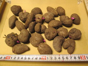 ●紫山芋 紫ヤマイモのムカゴ　25個 700g前後・ゆうパケットポスト送料無料　