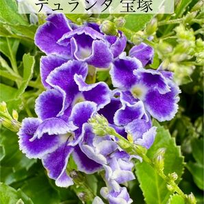 デュランタ宝塚　２苗（3.5号）クマツヅラ　デュランタ 寄せ植え 花壇 鉢植え 多年草 花苗　夏の花