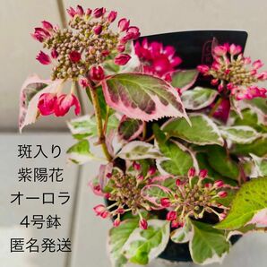 希少　斑入り アジサイ オーロラ レッド（4号）ハイドランジア 紫陽花 　大栄花園 苗木 鉢植え 地植え カラーリーフ 