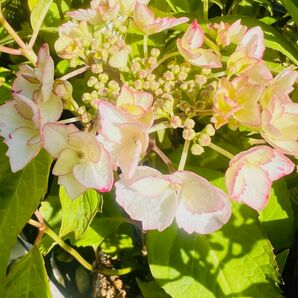  紫陽花 カラフルランジア インカ（４号）大栄花園　ハイドランジア 紫陽花