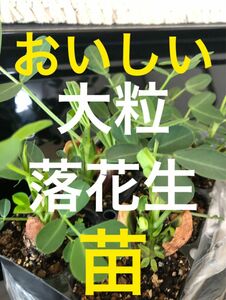 大粒落花生 苗6株 おおまさりネオ並みの大きさ 省スペース多収穫