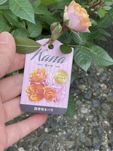 ミニ薔薇　カーナハニーゴールド　珍しい品種　1苗