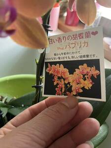  Mini . бабочка орхидея 1 рассада паприка 