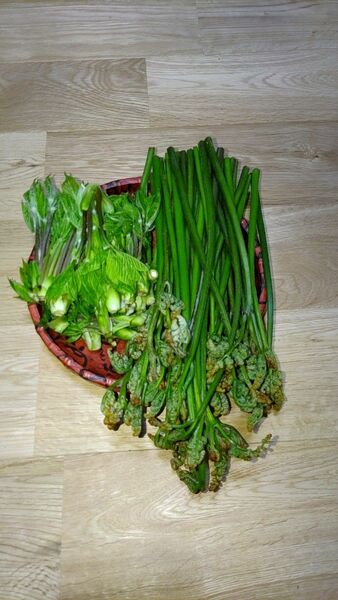 山菜、コシアブラわらび長野県産
