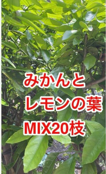 あげは蝶幼虫の餌　農薬不使用　柑橘類若葉の葉枝切り20本