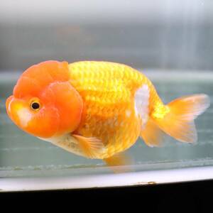 [5/29 exhibition end ][AquaPro.H].. golgfish 12cm commodity number 04153( including in a package possible )(. put on guarantee equipped )
