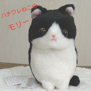 【未使用】ハチワレねこのモリー　ぬいぐるみタグ付き