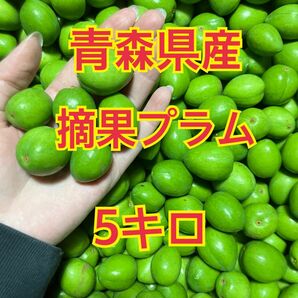 青森県産！摘果プラム　5キロ