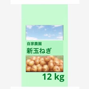 １２kg 農薬不使用 白子新玉ねぎ 