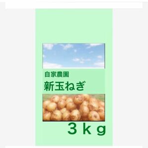 ３ｋｇ 農薬不使用 白子新玉ねぎ 少量サイズ