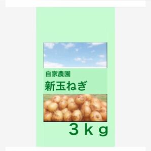 ３ｋｇ 農薬不使用 白子新玉ねぎ 