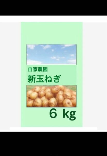 農薬不使用 新玉ねぎ 白子新玉ねぎ ６kg