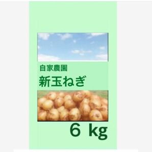 農薬不使用 千葉県白子新玉ねぎ ６kg 