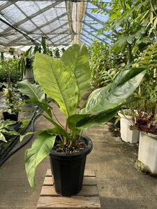 アンスリウム・フーケリー・斑入 ★ Anthurium Hookeri Variegata